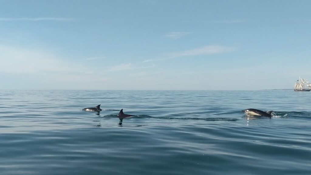 A pod of three porpoises swimming close to our gig